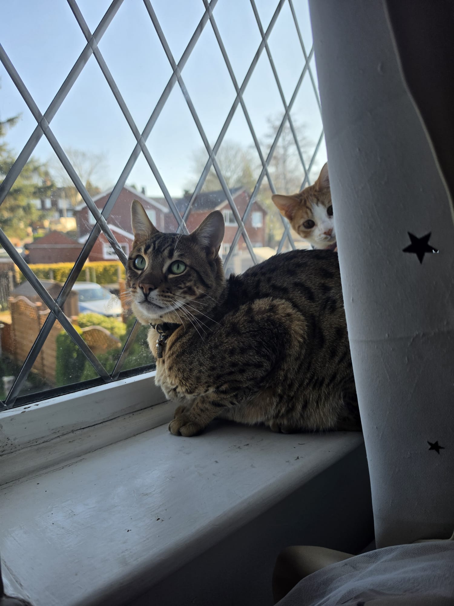 Cat Introductions